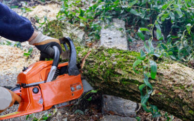 Quels sont les outils indispensables pour l’entretien des arbres? 